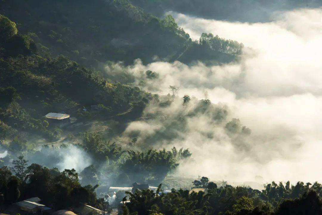 2022景邁山古樹春茶價格？