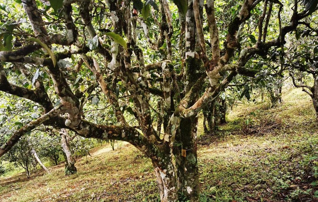 2022年落水洞古樹春茶價(jià)格？