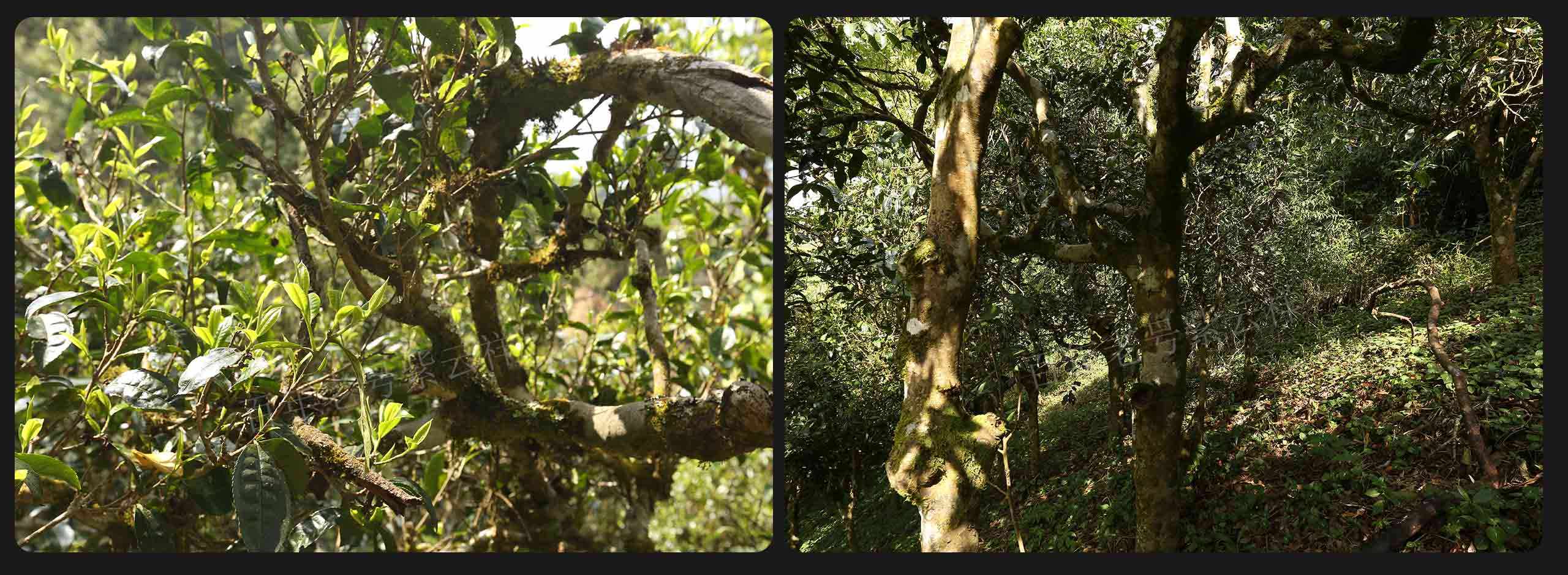 2022年大漆樹古樹春茶價(jià)格？