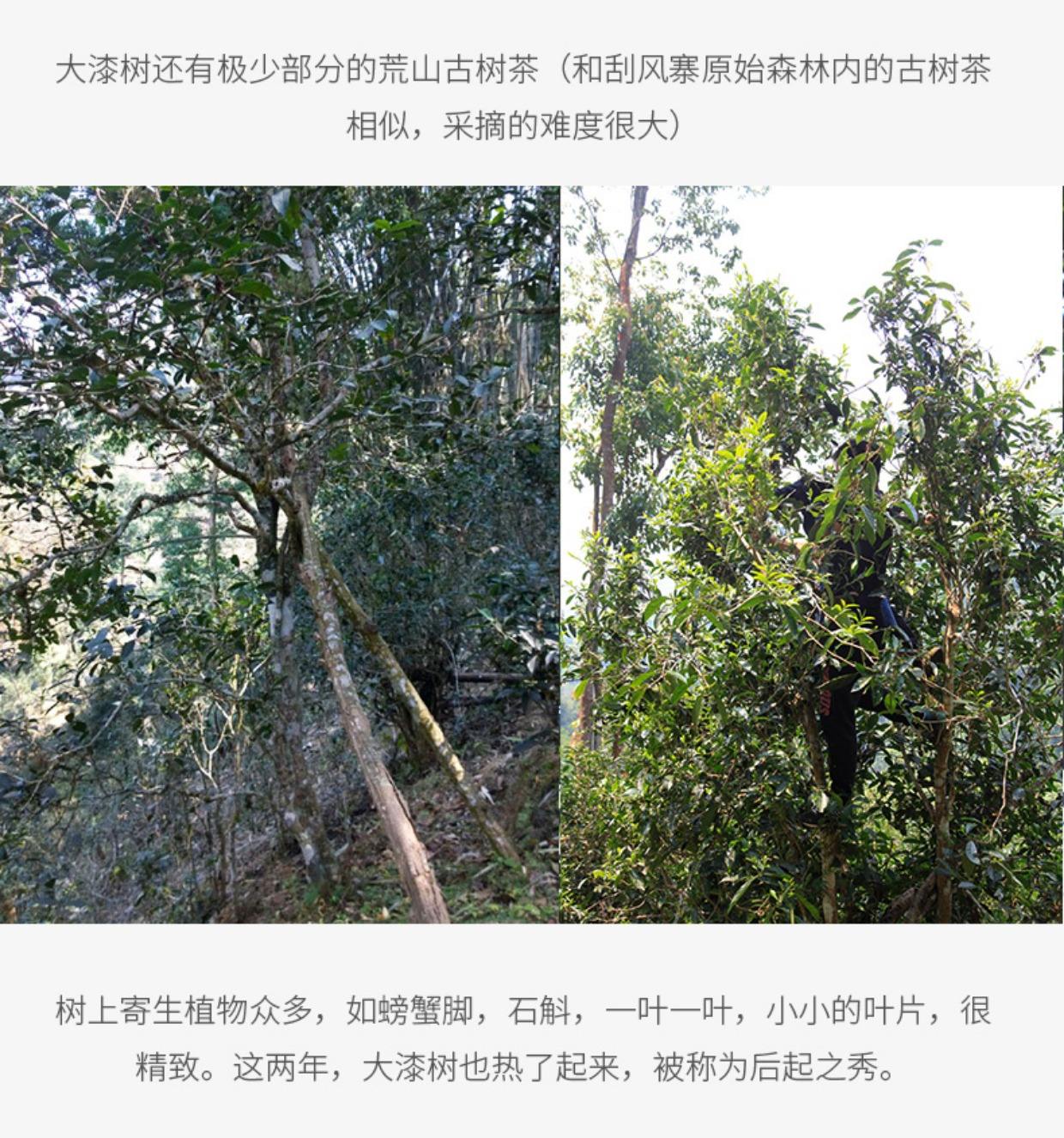 2022年大漆樹古樹春茶多少錢一公斤？