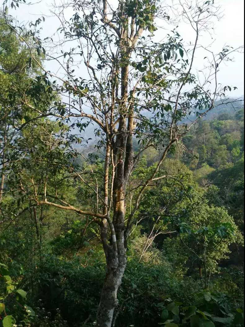 2022年彎弓古樹春茶多少錢一公斤？