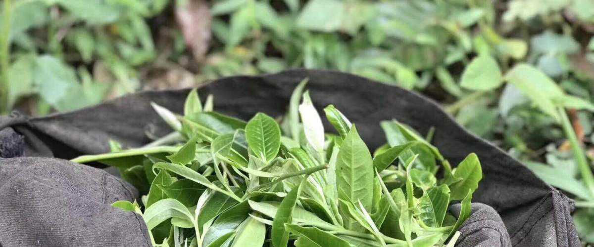 2022年白茶園古樹春茶口感？