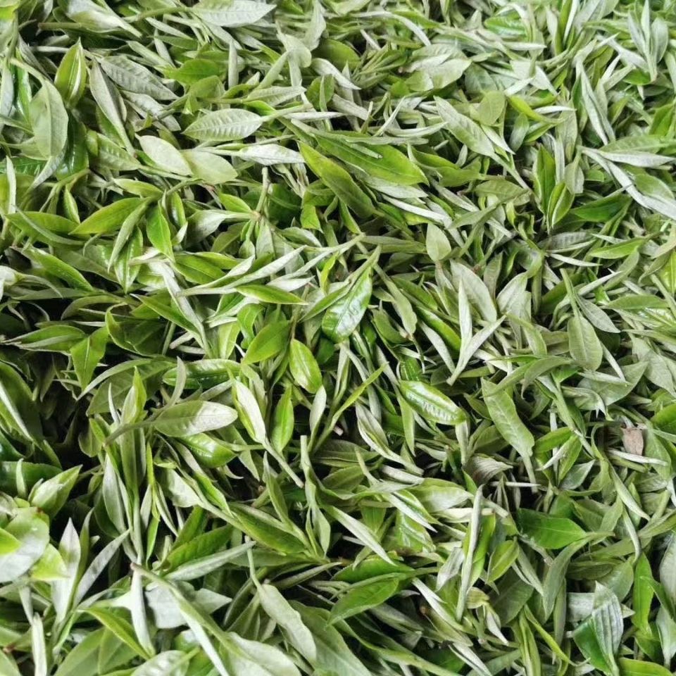 2022年白茶園古樹(shù)春茶多少錢(qián)一公斤？