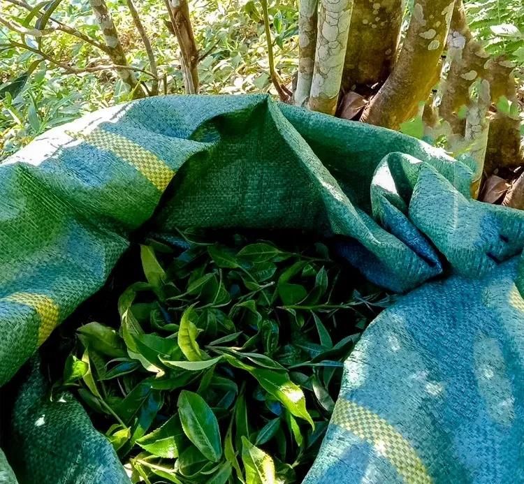 2022年鳳凰窩古樹春茶口感？