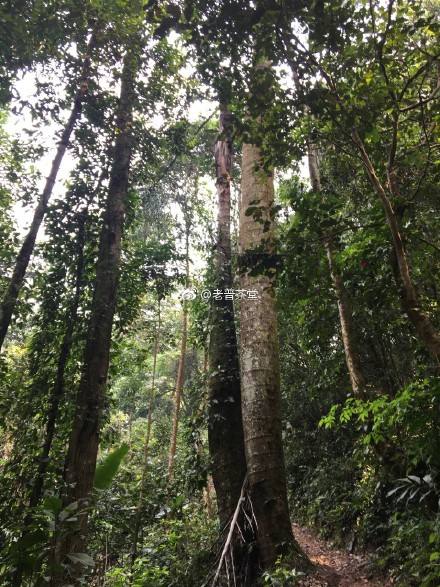 2022年刮風(fēng)寨茶王樹古樹春茶特點？