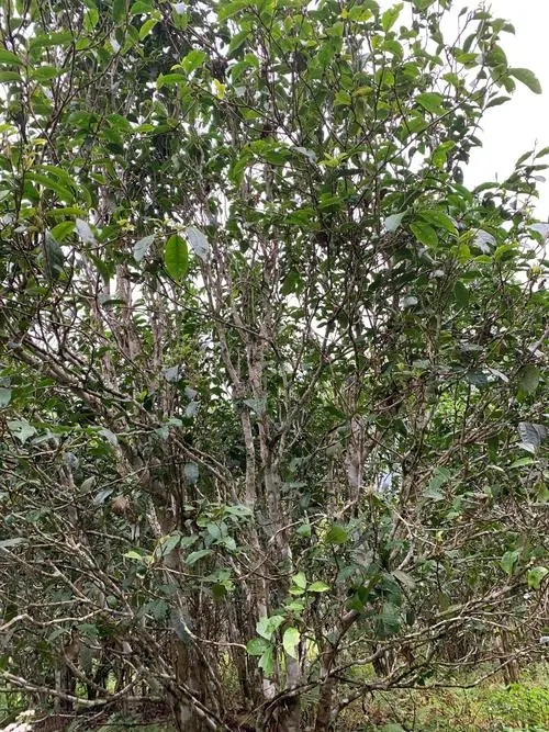 2022年刮風寨茶王茶古樹春茶口感？