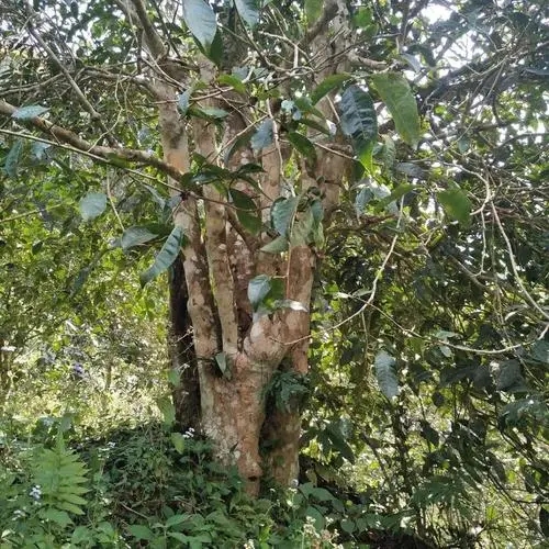 2022年刮風(fēng)寨茶王樹古樹春茶價(jià)格？