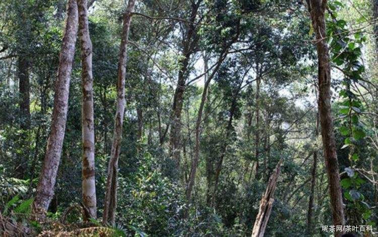 2022年冷水河古樹春茶特點(diǎn)？