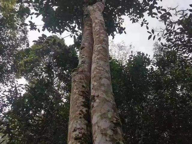 2022年冷水河古樹(shù)春茶口感？