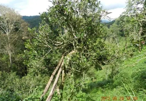 2022白沙河古樹春茶特點？