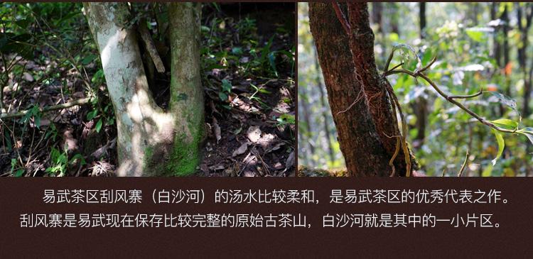 2022年白沙河古樹(shù)春茶口感？