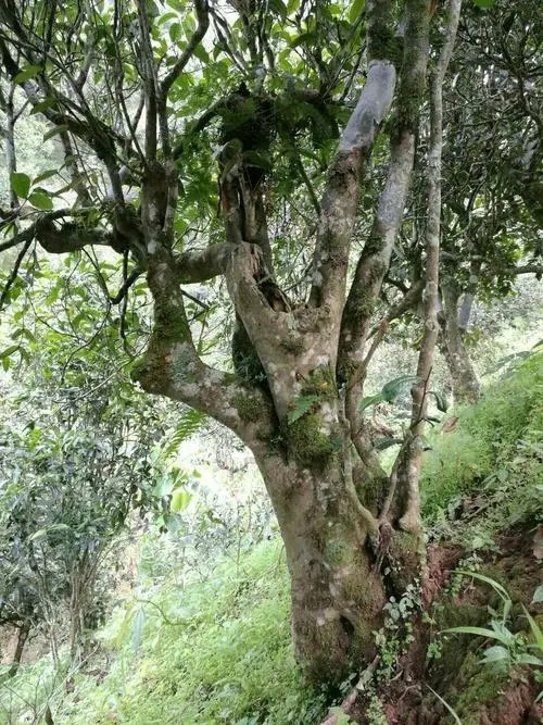 2022年黑水梁子古樹春茶特點(diǎn)？