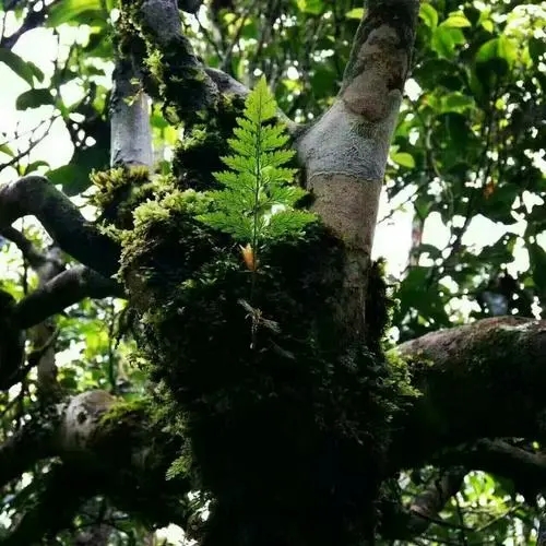 2022年黑水梁子古樹春茶價格？