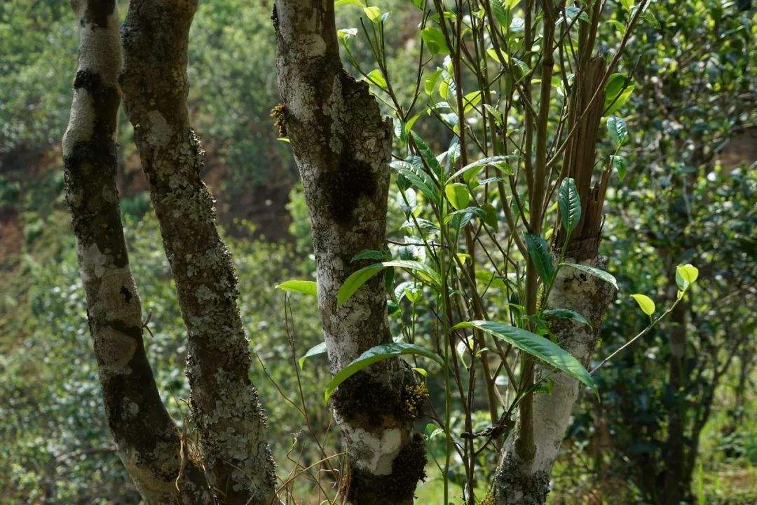 2022年黑水梁子——與你一起，走進(jìn)茶馬古道的源頭