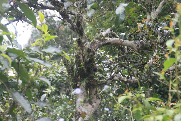 2022年茶氣狂野，香柔蜜韻的刮風寨茶坪古樹茶