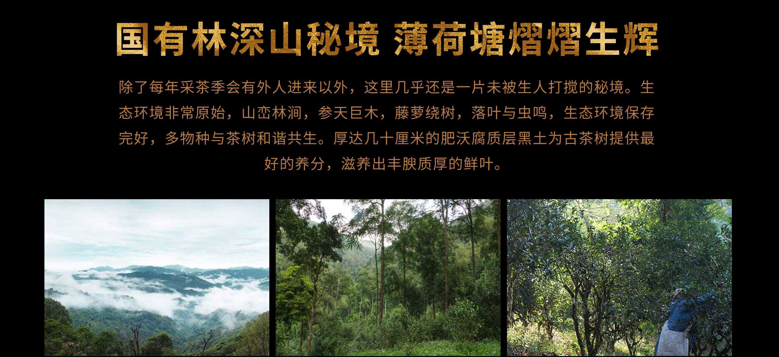 2022年薄荷塘古樹春茶特點？