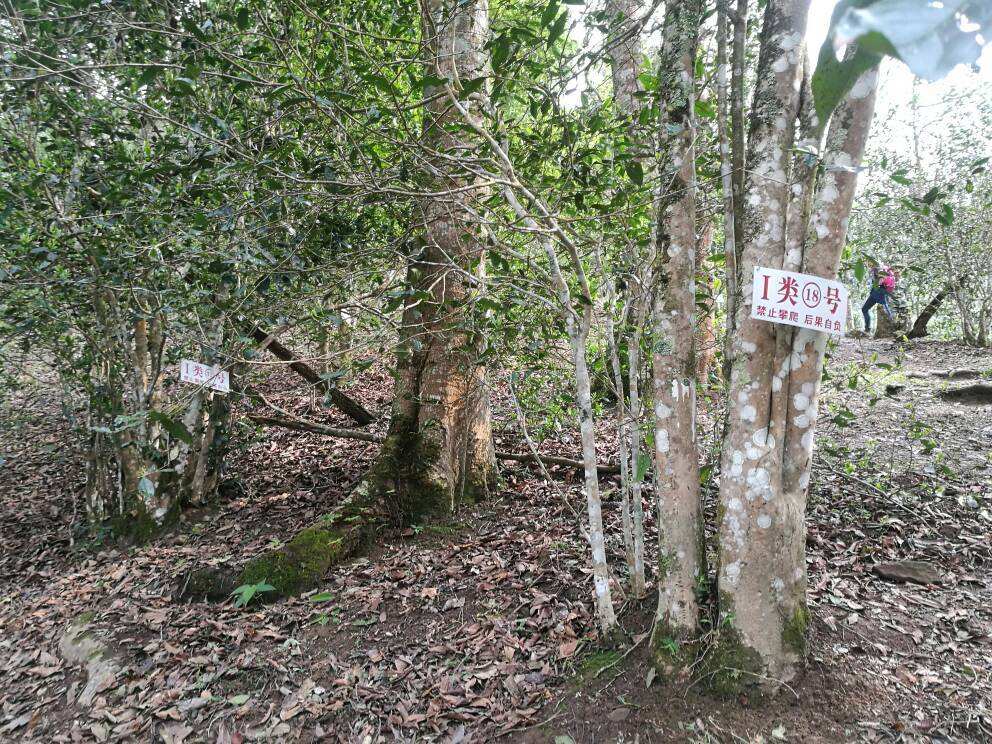 2022年薄荷塘古樹春茶口感？