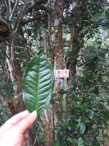 2022年薄荷塘古樹春茶價格？