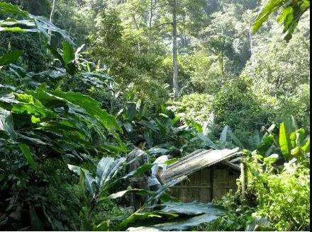 2022年薄荷塘古樹春茶多少錢一公斤？