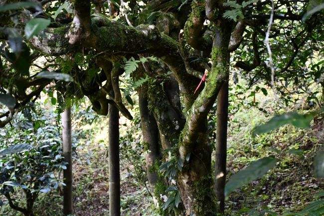 2022年多依樹古樹春茶多少錢一公斤？