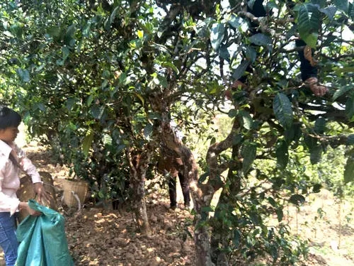 2022年易武張家灣古樹春茶特點(diǎn)？