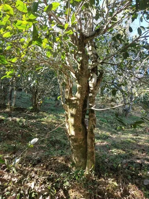 2022年易武張家灣古樹春茶多少錢一公斤？