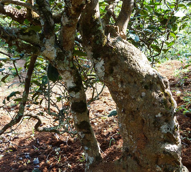 2022年一扇磨山林之息，雨林之味，原始之態(tài)