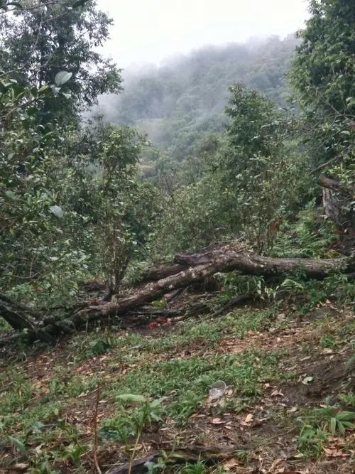 2022年一扇磨古樹春茶價格？