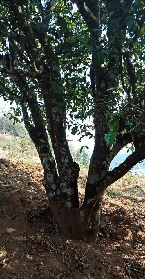 2022年香椿林古樹春茶多少錢一公斤？