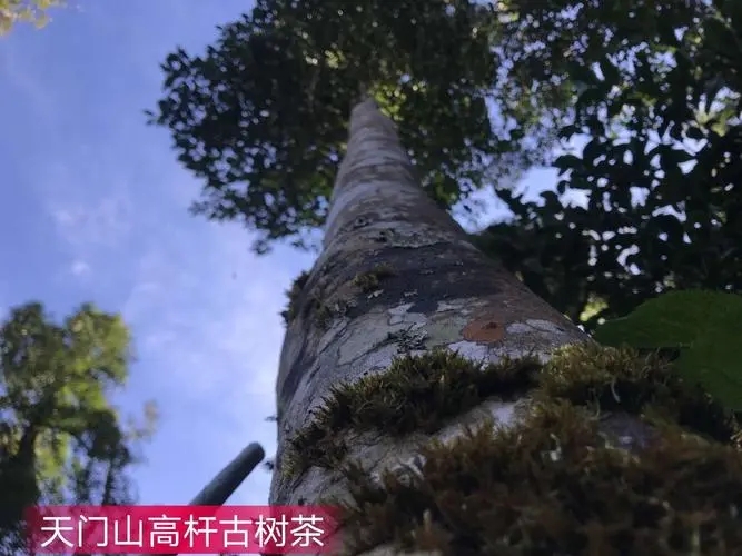 2022年天門山古樹春茶特點(diǎn)？