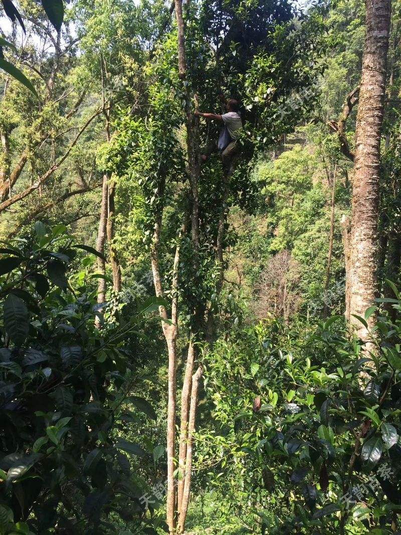 2022年天門山古樹春茶口感？