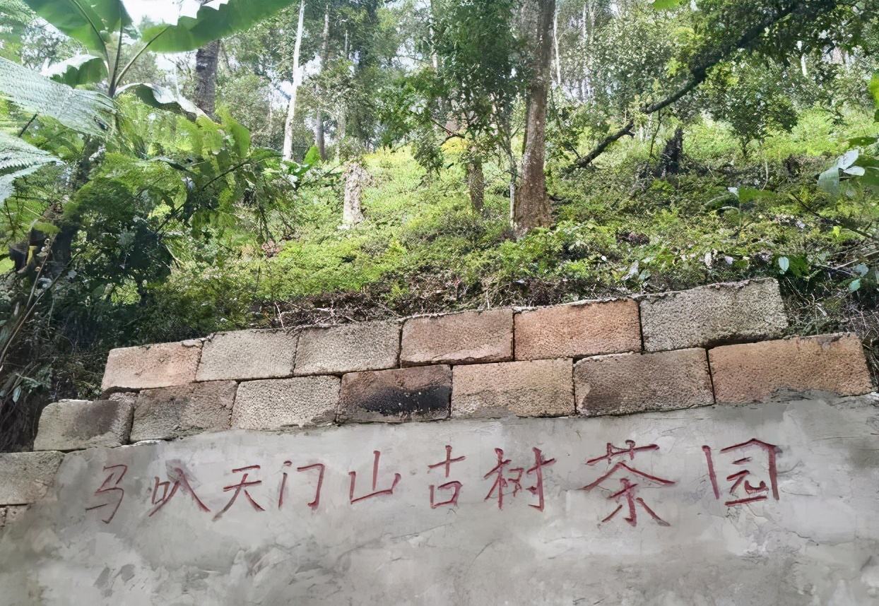 2022年天門山古樹(shù)春茶多少錢一公斤？