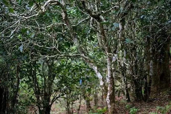 2022年高山寨古樹春茶特點(diǎn)？