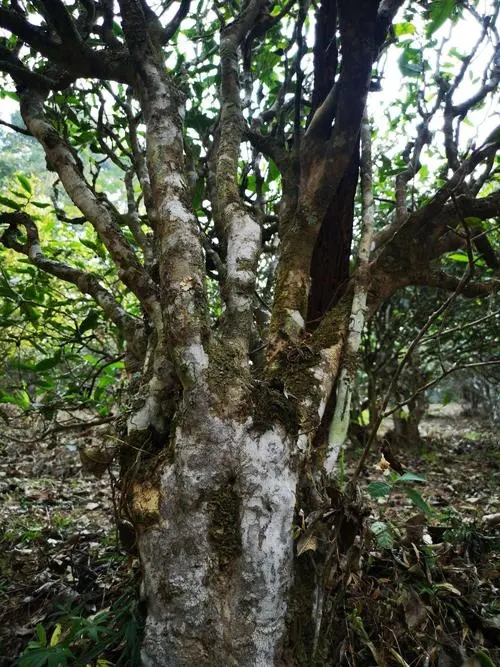 2022年高山寨古樹春茶價格？