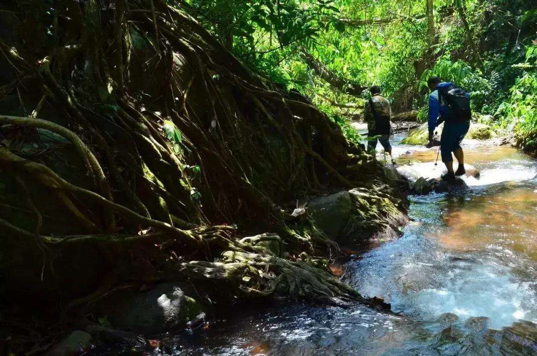 2022年銅箐河古樹春茶價格？