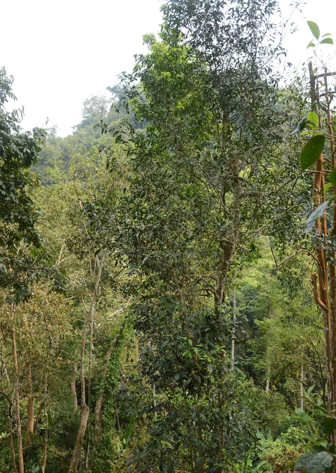 2022年百花潭古樹春茶價(jià)格？