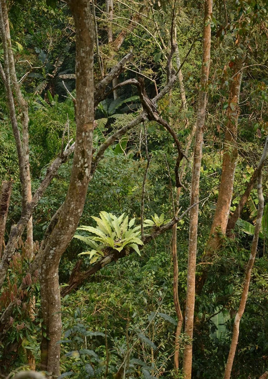 2022年百花潭古樹春茶多少錢一公斤？