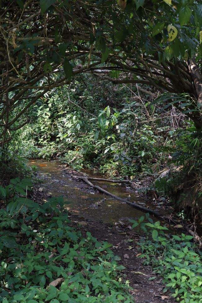 2022年蟒蛇箐古樹(shù)春茶特點(diǎn)？