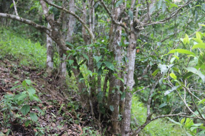 2022年銅箐河古樹春茶多少錢一公斤？