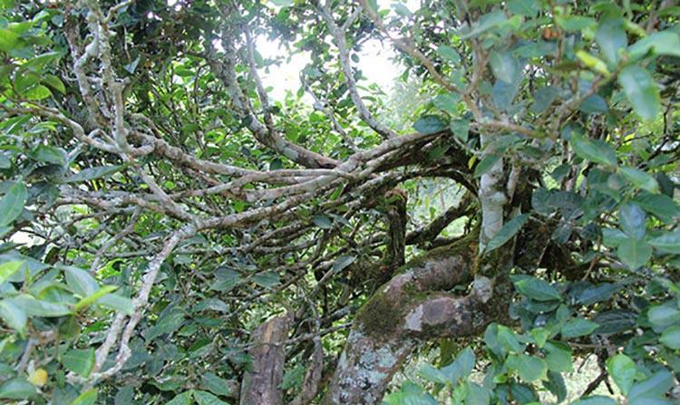 2022年倚邦曼拱古樹春茶特點(diǎn)？