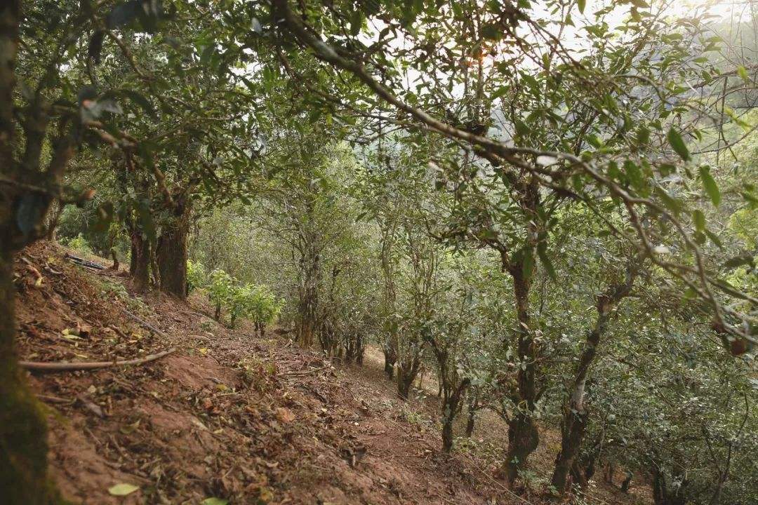 2022年倚邦曼拱古樹春茶口感？