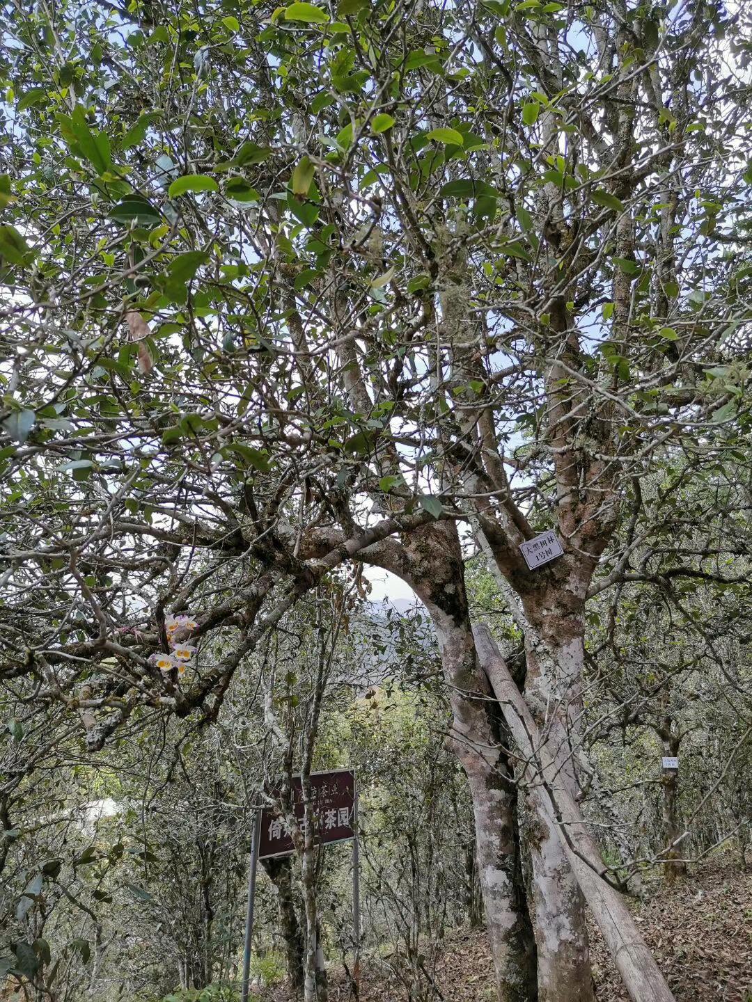 2022年大黑樹(shù)林古樹(shù)春茶特點(diǎn)？