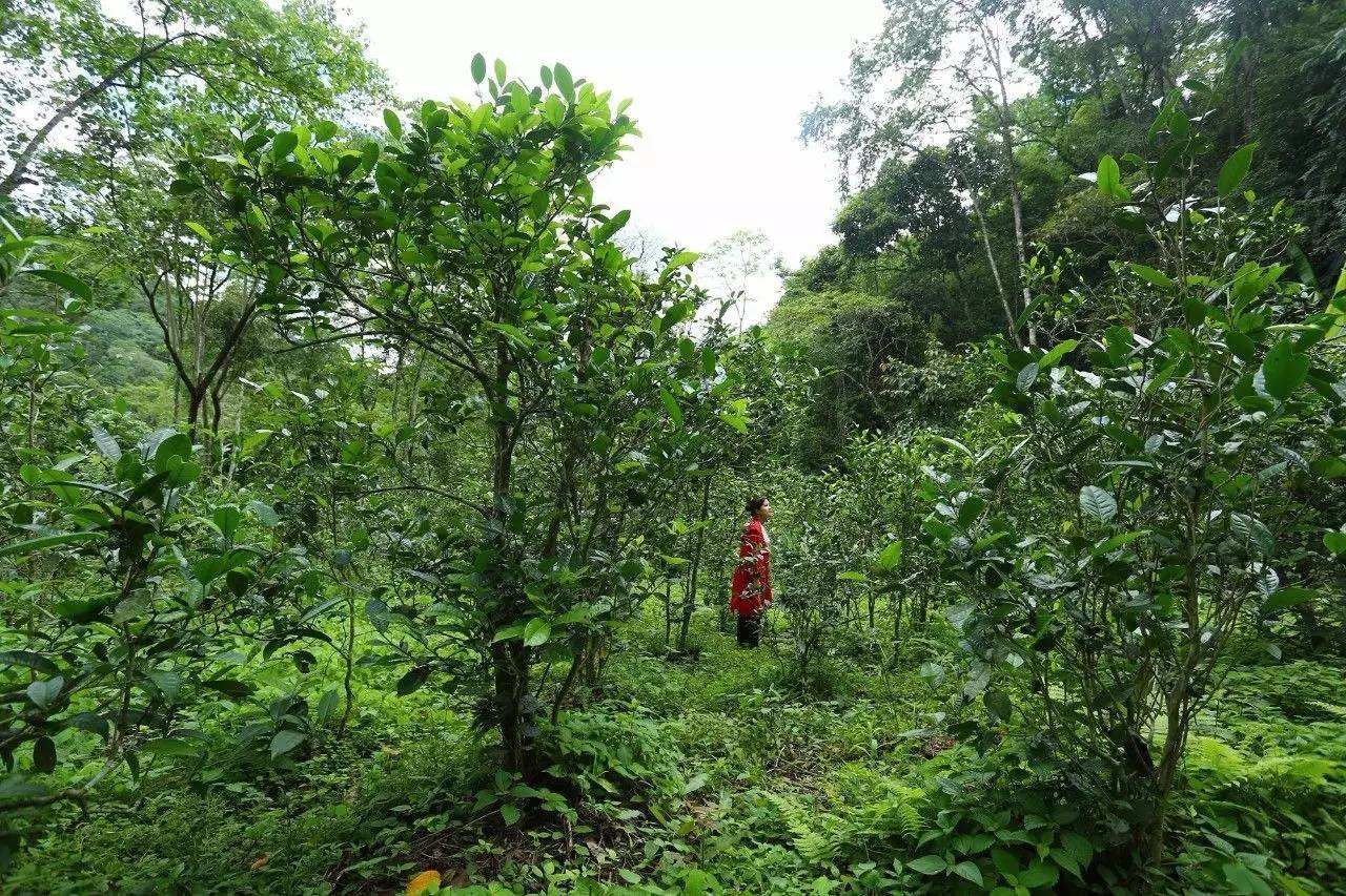 2022年曼松古樹春茶口感？