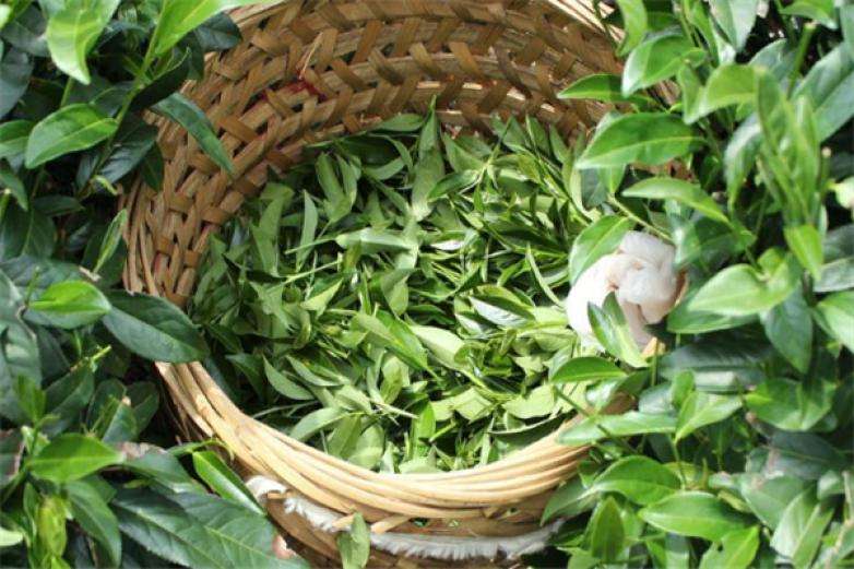 2022年曼松古樹(shù)春茶價(jià)格？