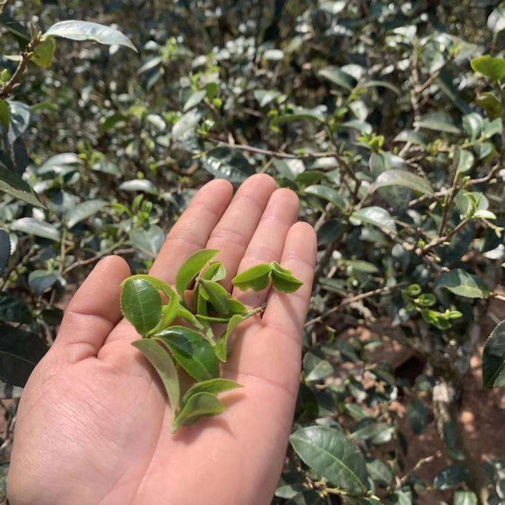 2022年倚邦貓耳朵古樹春茶口感？