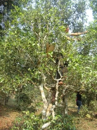 2022年蠻磚古樹春茶價格？