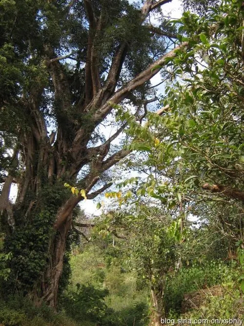 2022年蠻磚古樹春茶多少錢一公斤？