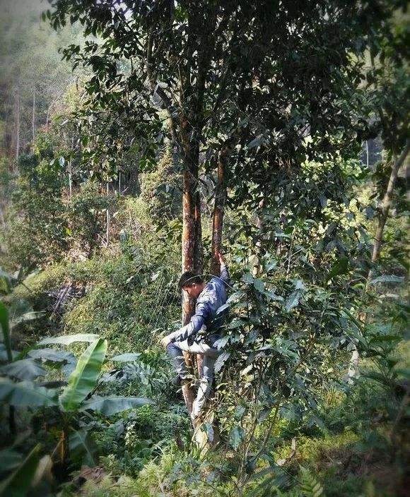 2022年桃子寨古樹春茶特點？