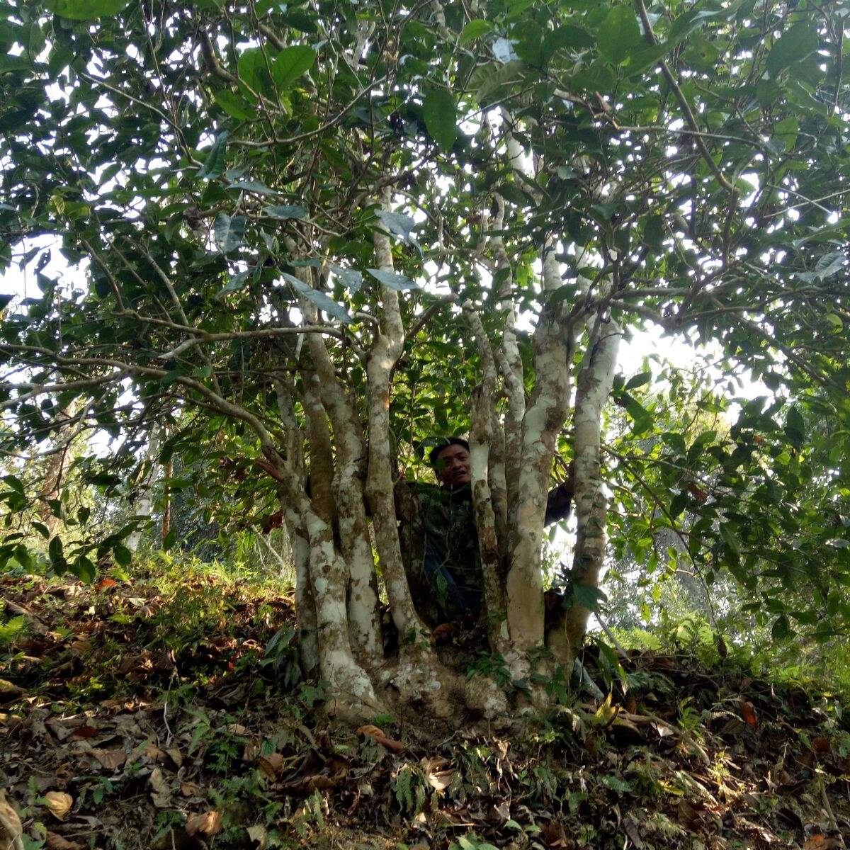 2022年蠻磚瓦龍古樹春茶特點(diǎn)？