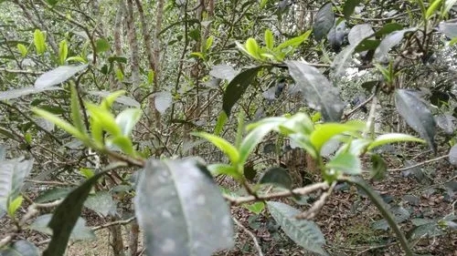 2022年蠻磚瓦龍古樹春茶口感！